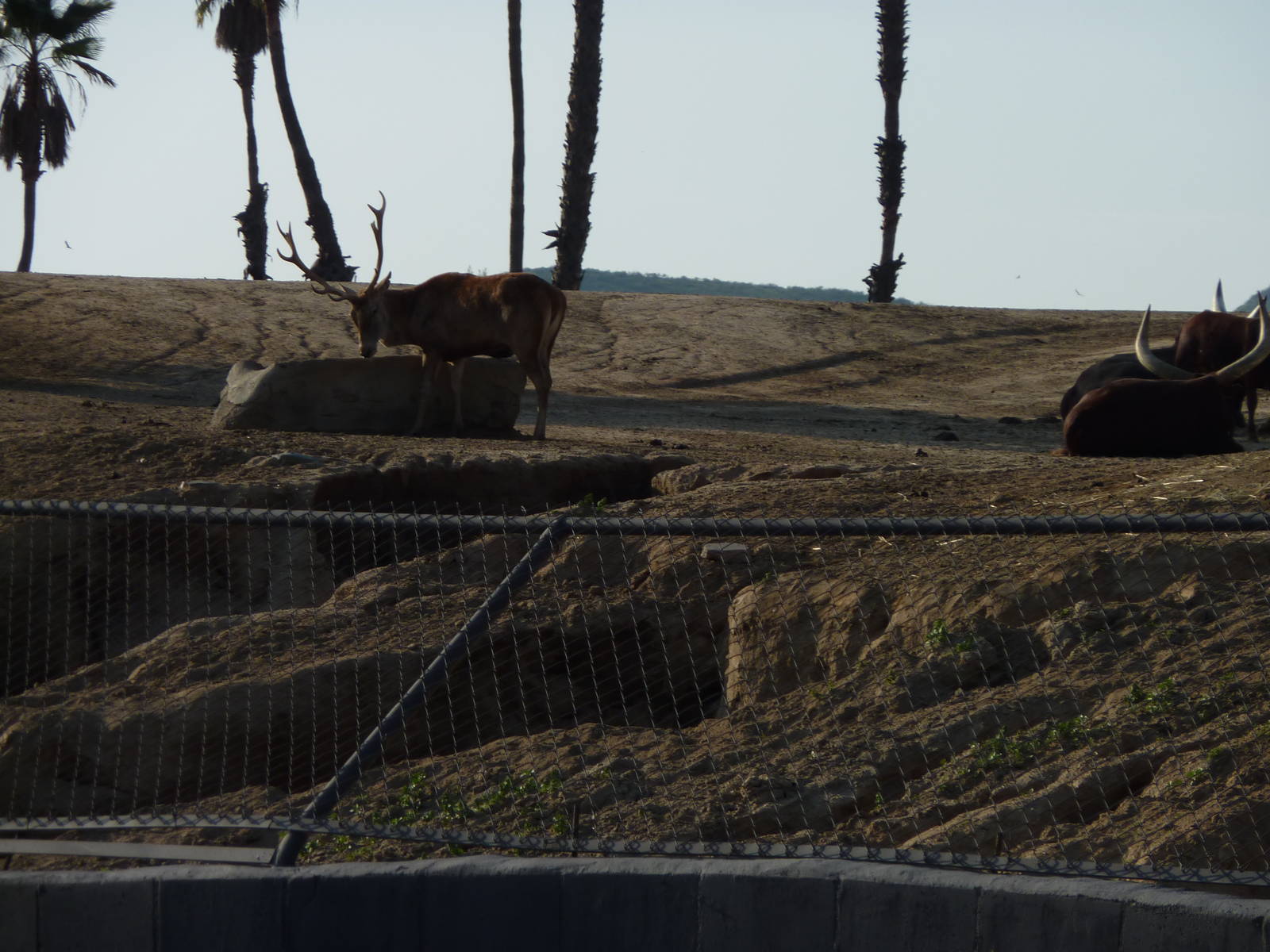 1/31/10 - JiA - Barbary Red Deer