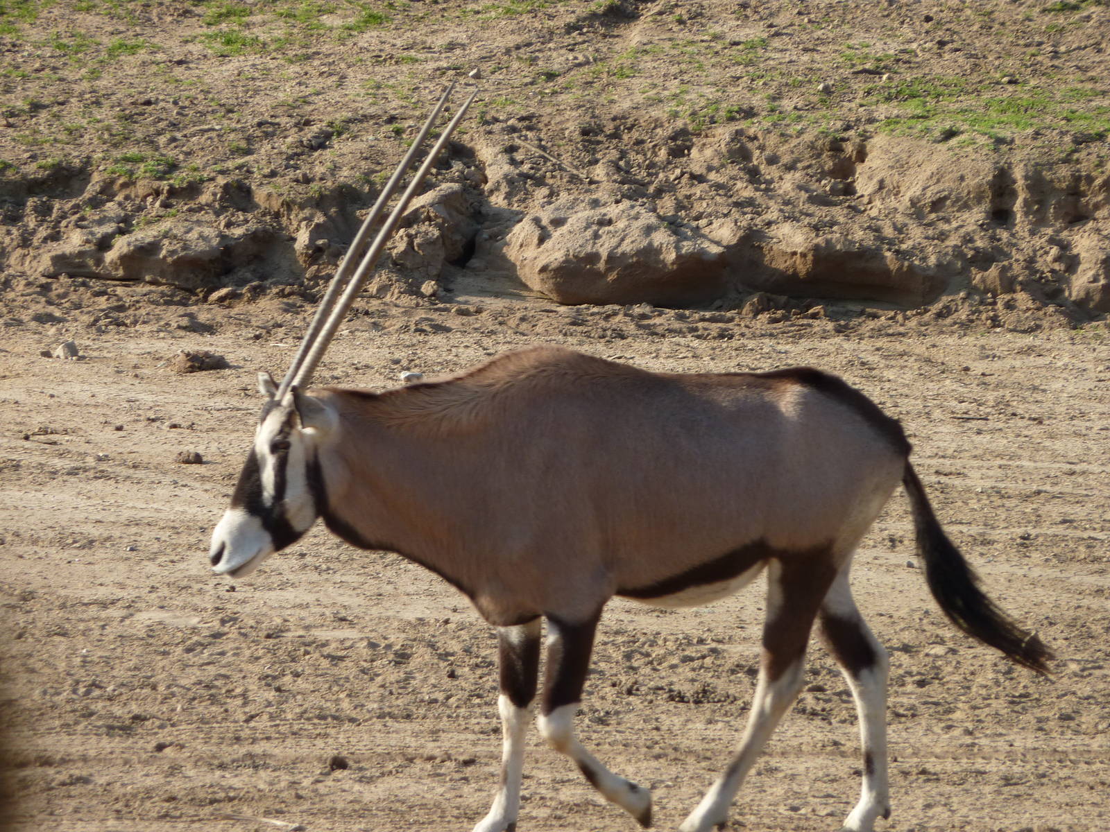 1/31/10 - JiA - Gemsbok