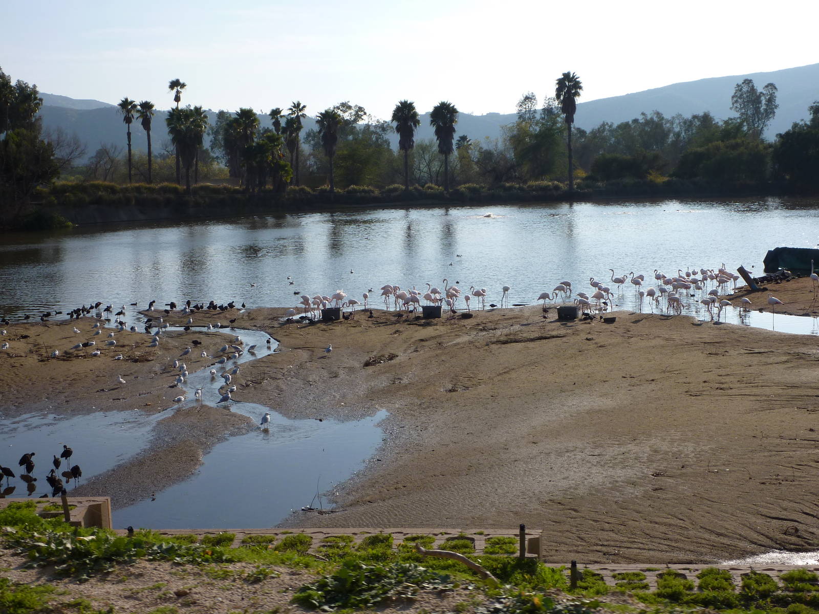 1/31/10 - JiA- Greater Flamingo Exhibit