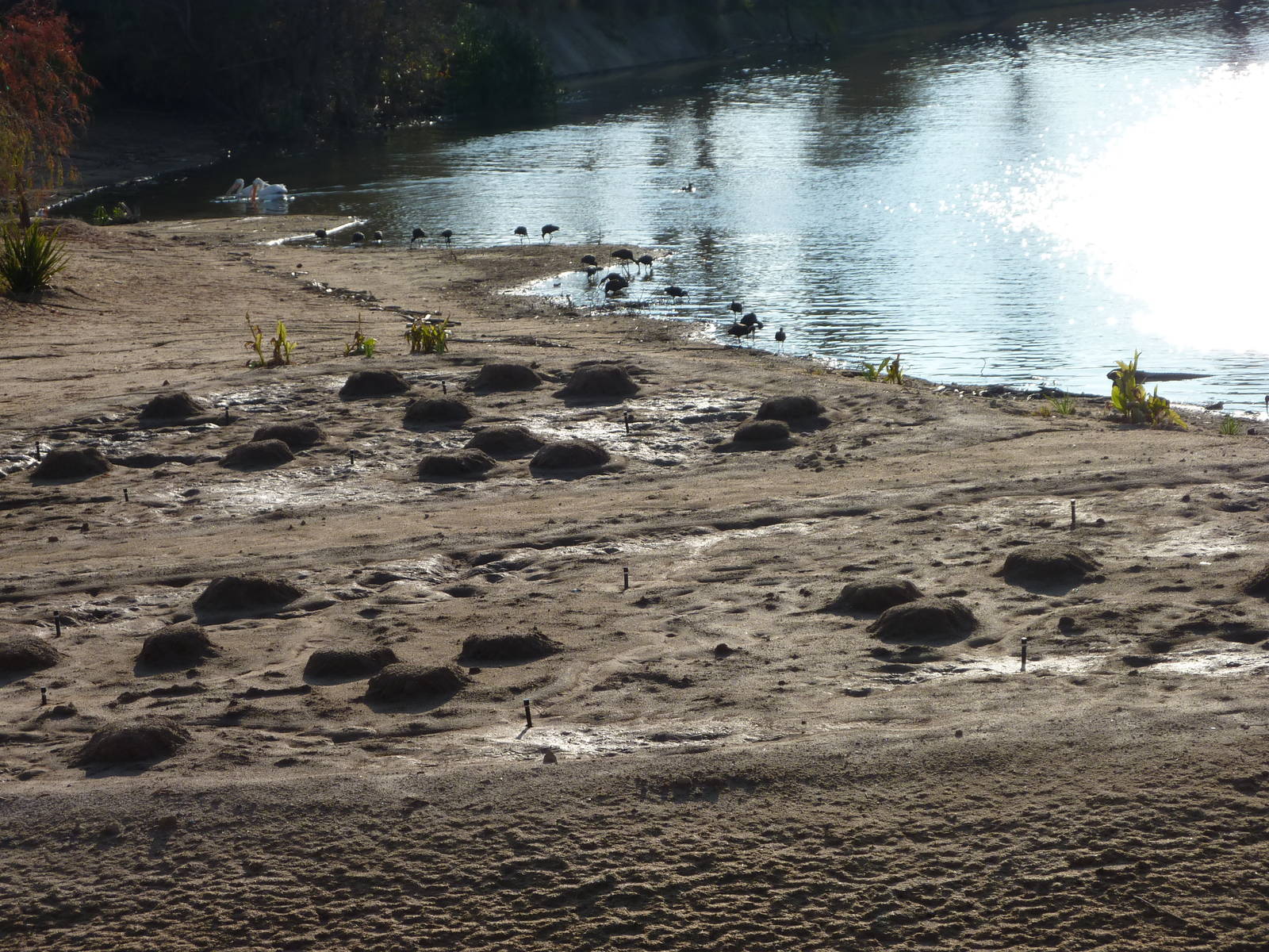 1/31/10 - JiA- Greater Flamingo Exhibit