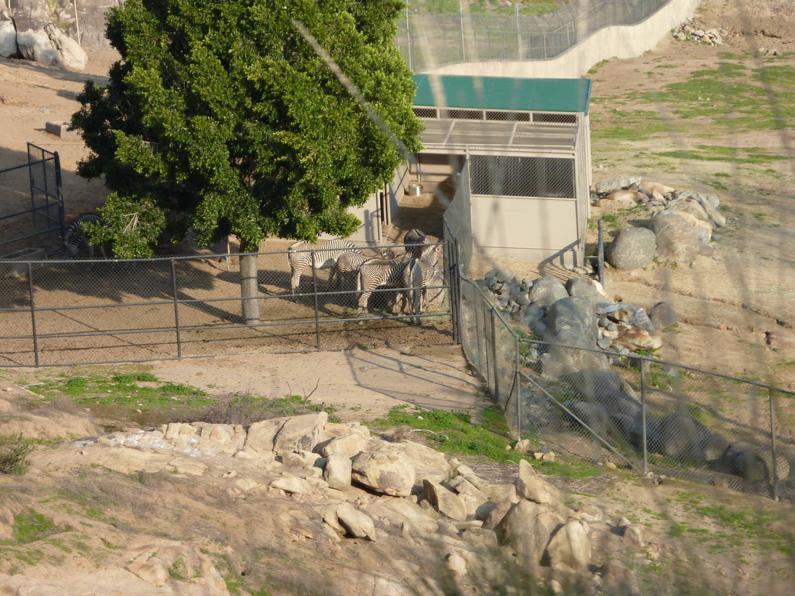 1/31/10 - JiA - Grevy's Zebra