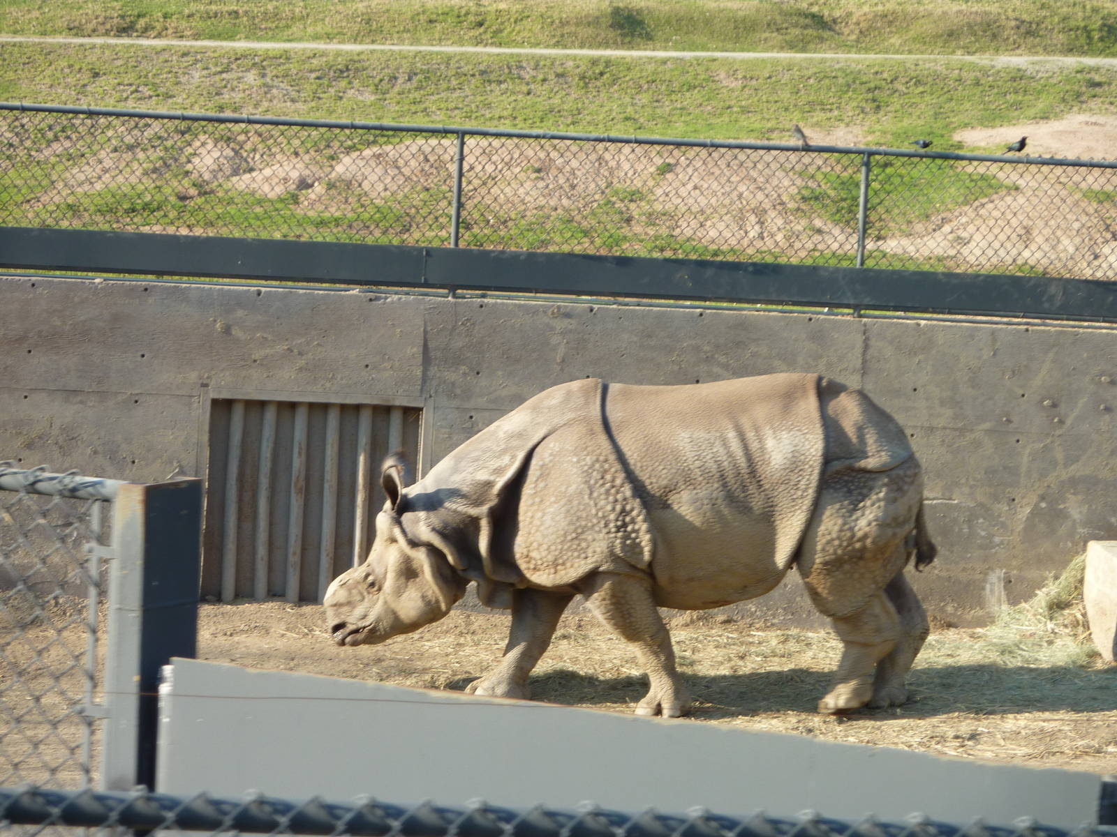 1/31/10 - JiA - Indian Rhinoceros