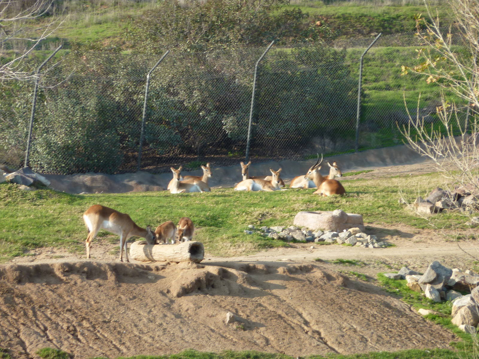 1/31/10 - JiA - Lechwe?