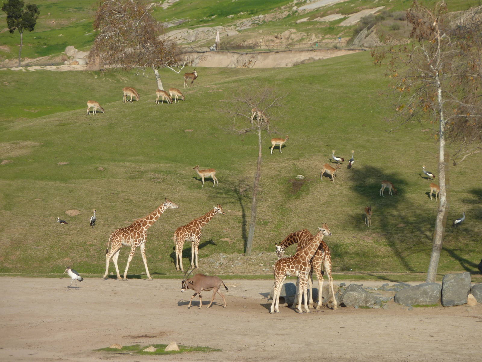1/31/10 - JiA - Rothschild's Giraffe, Nile Lechwe, Fringe Eared Oryx, Marab