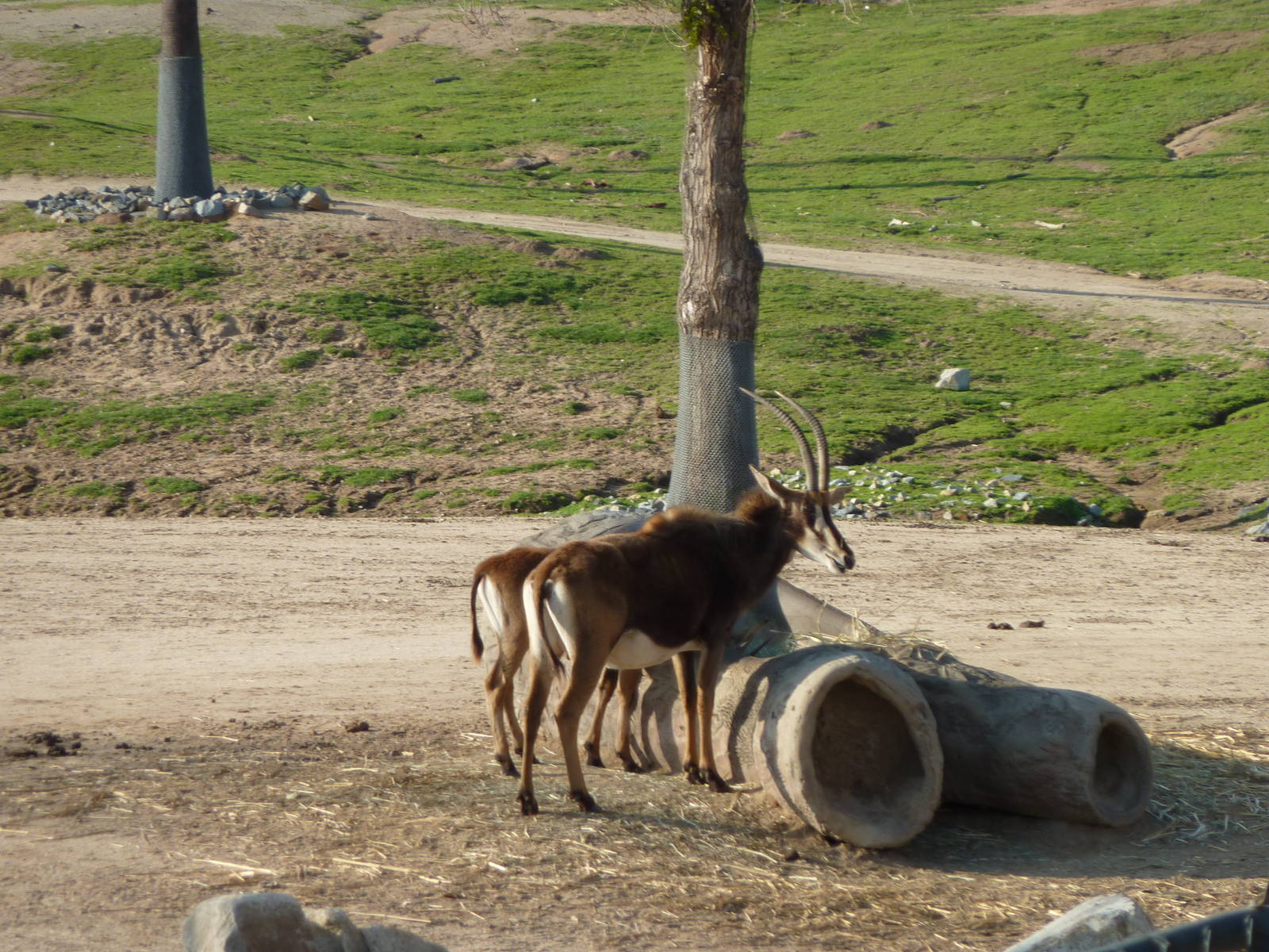 1/31/10 - JiA - Sable Antelope