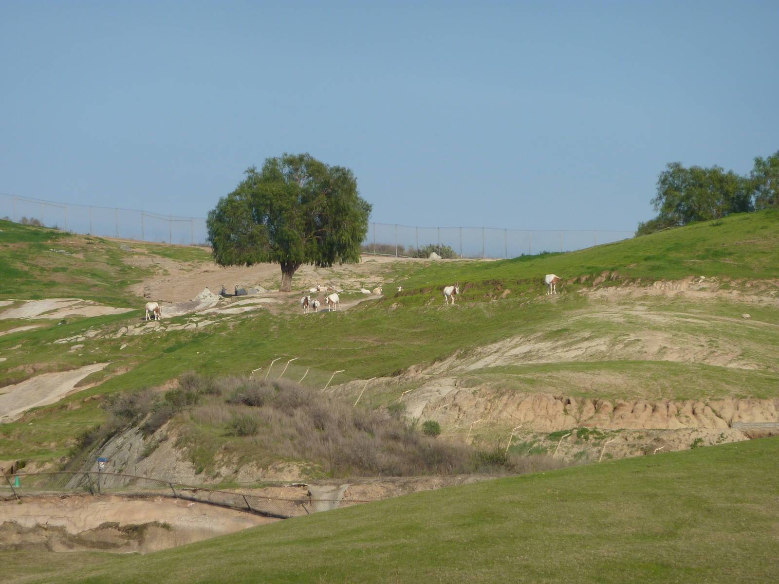 1/31/10 - JiA - Scimitar Horned Oryx