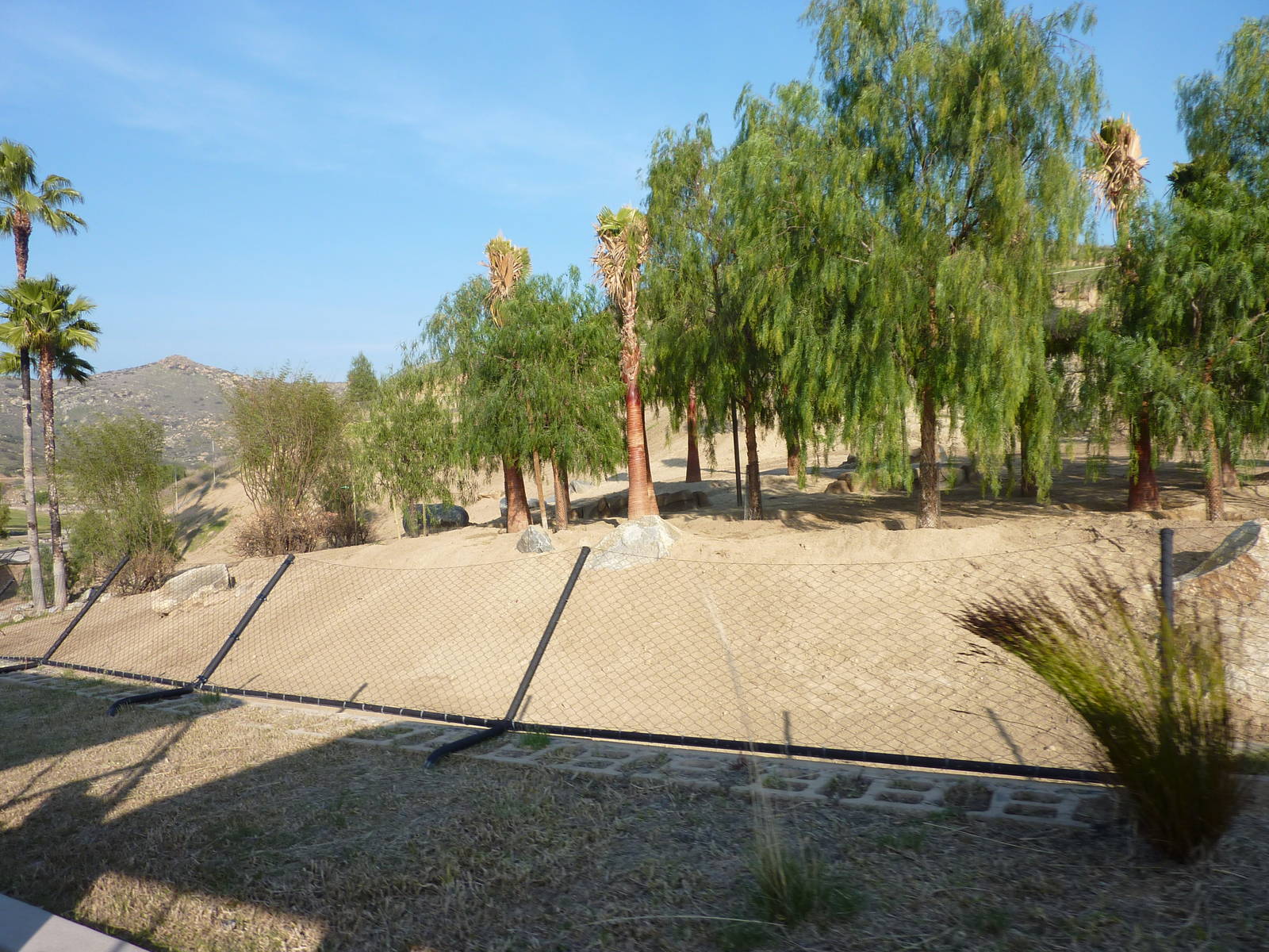 1/31/10 - JiA - Soemmerring's Gazelle Exhibit