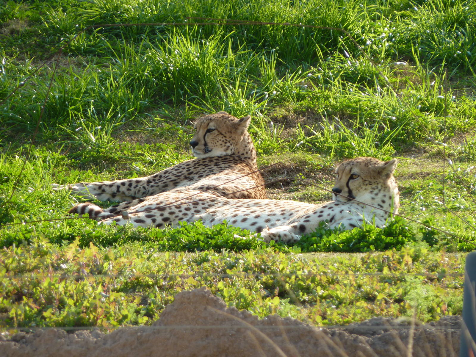 1/31/10 - JiA-South African Cheeta