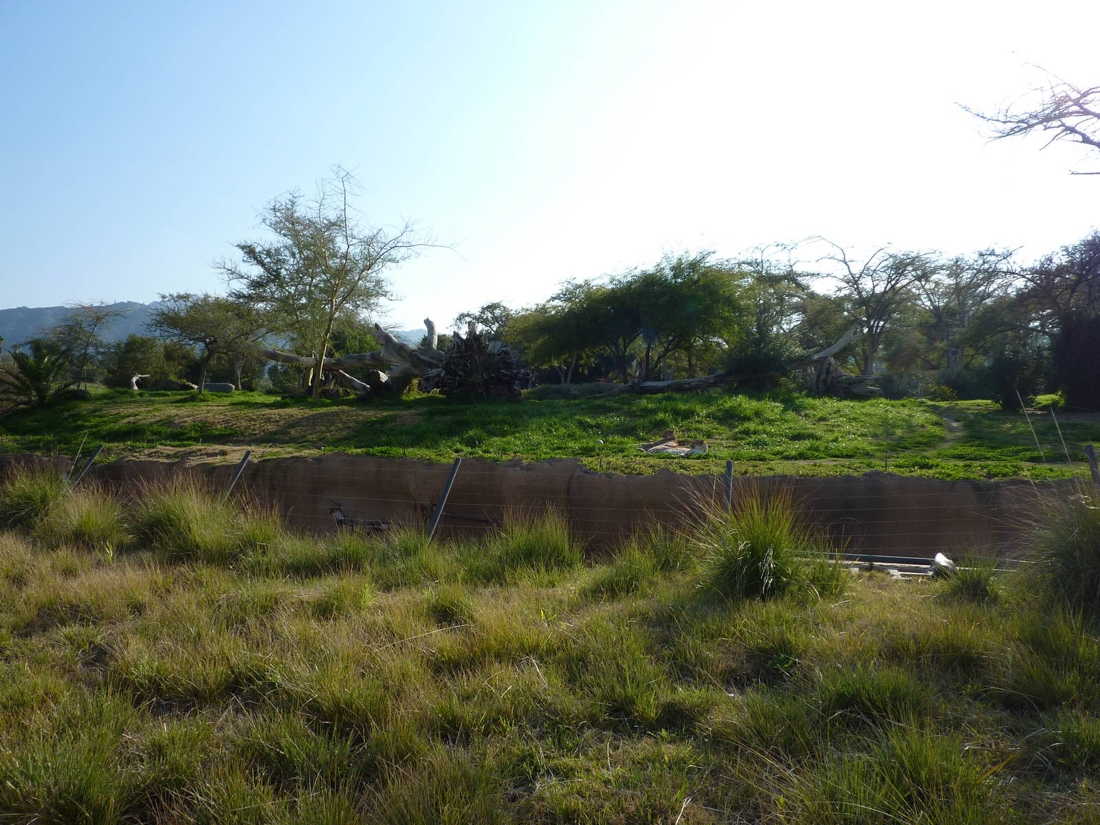 1/31/10 - JiA-South African Cheeta