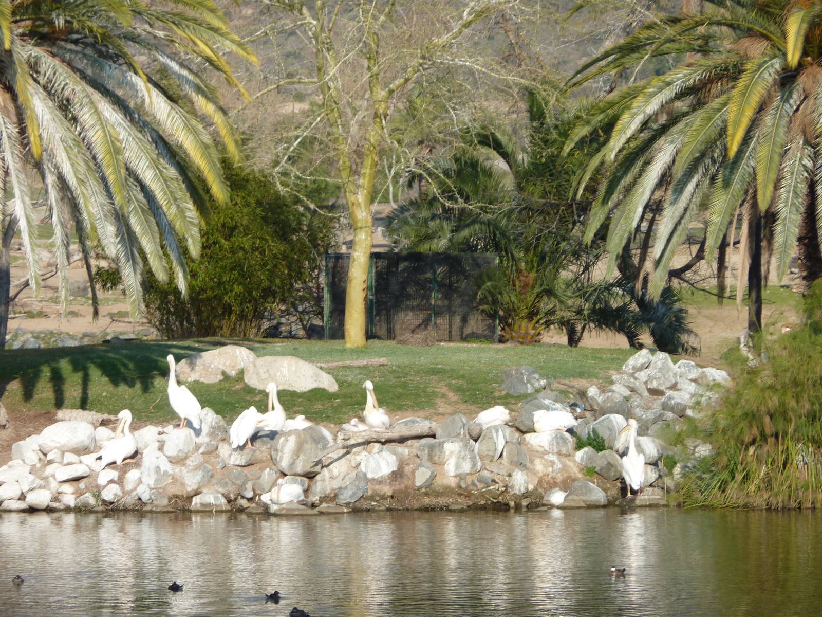 1/31/10 - JiA - White Pelican