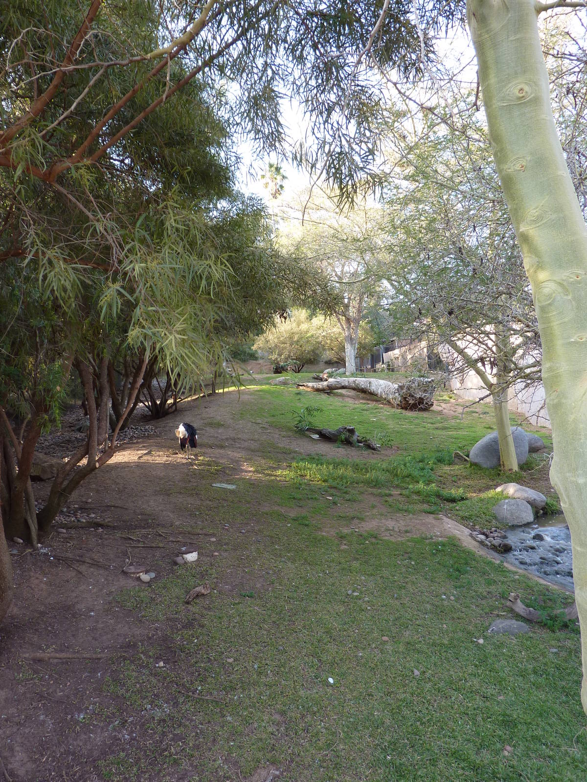 1/31/10 - Southern Steenbok and Kori Bustard exhibit