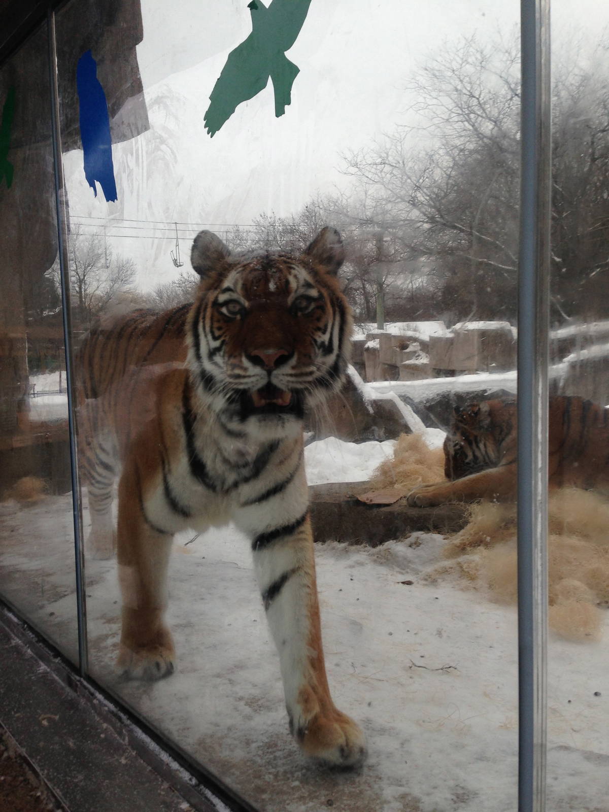 1/4/2014 - A Close-Up with Amba