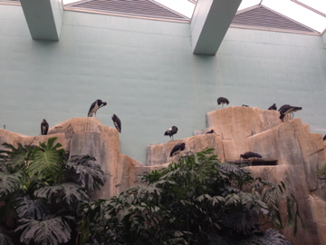 1/4/2014 - Abdim's Storks