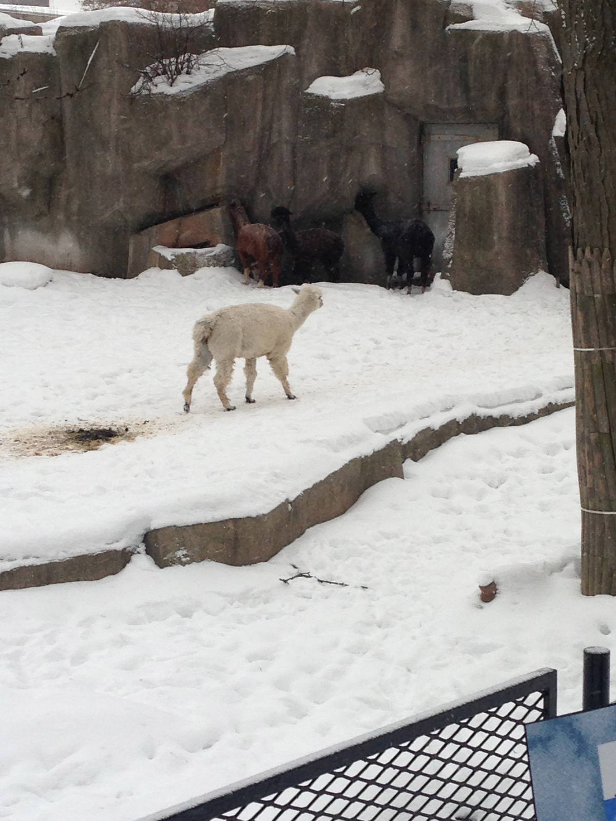 1/4/2014 - Alpacas