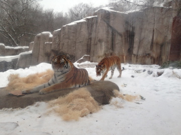 1/4/2014 - Amur Tigers