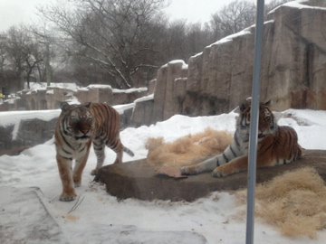 1/4/2014 - Amur Tigers