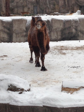 1/4/2014 - Bactrian Camel w/ Amur Tigers in Background