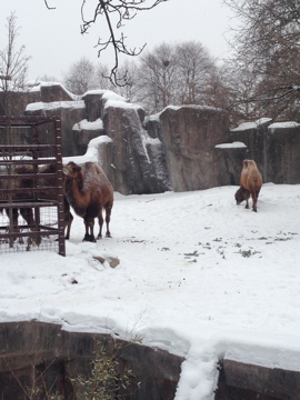 1/4/2014 - Bactrian Camels