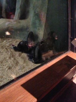 1/4/2014 - Bonobo Mom and Baby