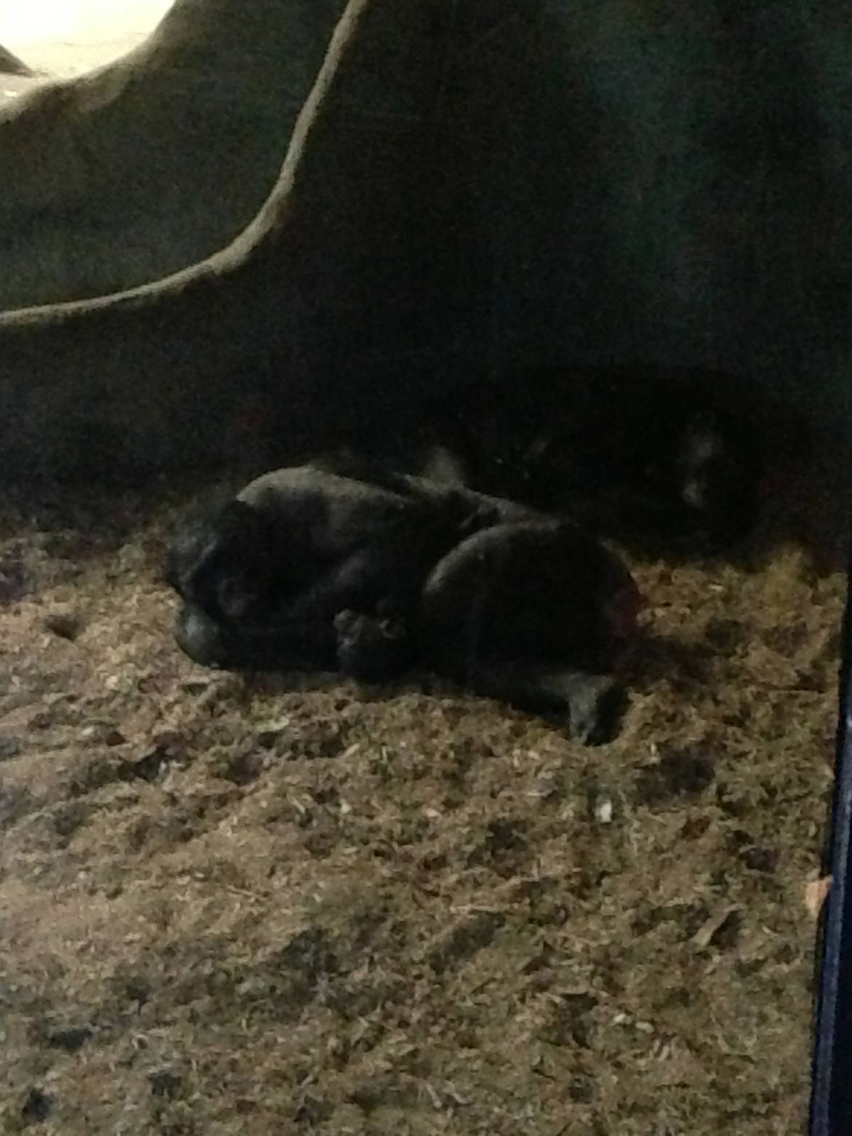 1/4/2014 - Bonobo Mom and Baby