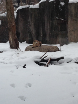 1/4/2014 - Cheetah on Heated Rock
