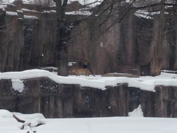 1/4/2014 - Cheetah View Across Impala Habitat