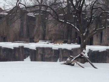1/4/2014 - Cheetah View Across Impala Habitat
