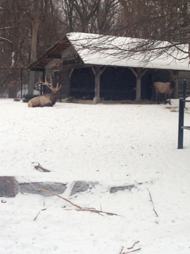 1/4/2014 - Elk