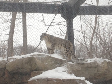 1/4/2014 - Female Snow Leopard