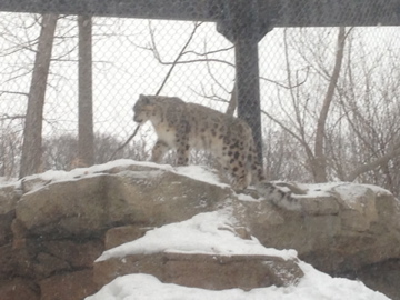 1/4/2014 - Female Snow Leopard