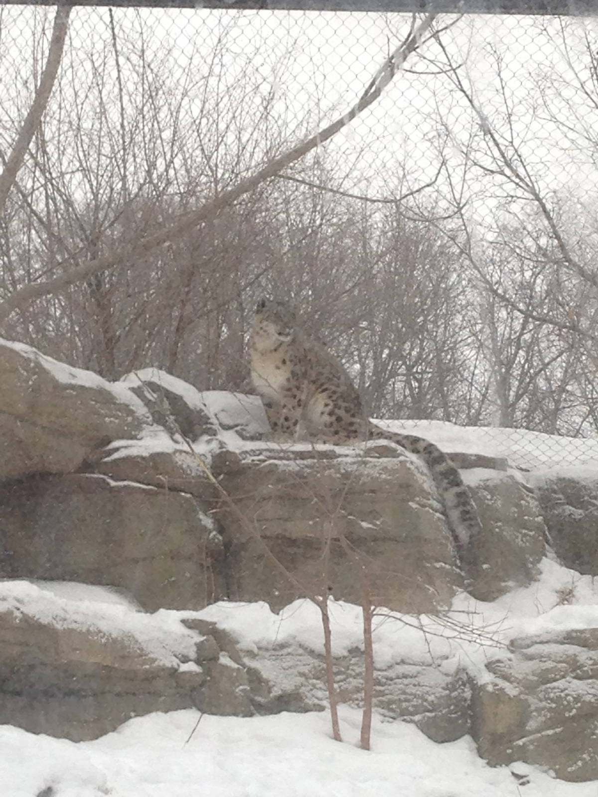 1/4/2014 - Female Snow Leopard