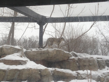 1/4/2014 - Female Snow Leopard