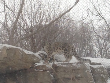 1/4/2014 - Female Snow Leopard