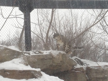 1/4/2014 - Female Snow Leopard