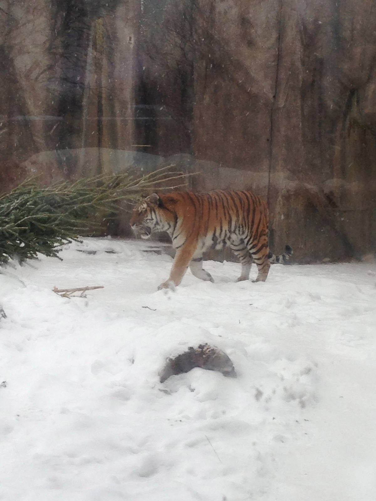 1/4/2014 - Female Tiger (Amba)