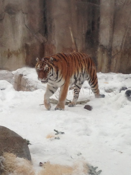 1/4/2014 - Female Tiger (Amba)