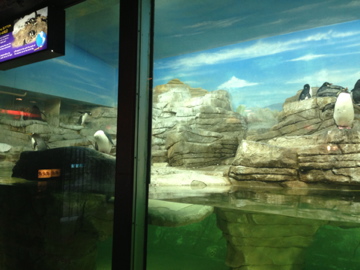 1/4/2014 - Gentoo Penguins and a Rockhopper