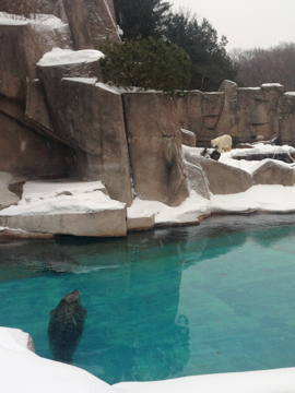 1/4/2014 - Harbor Seal w/ Polar Bear in the Background