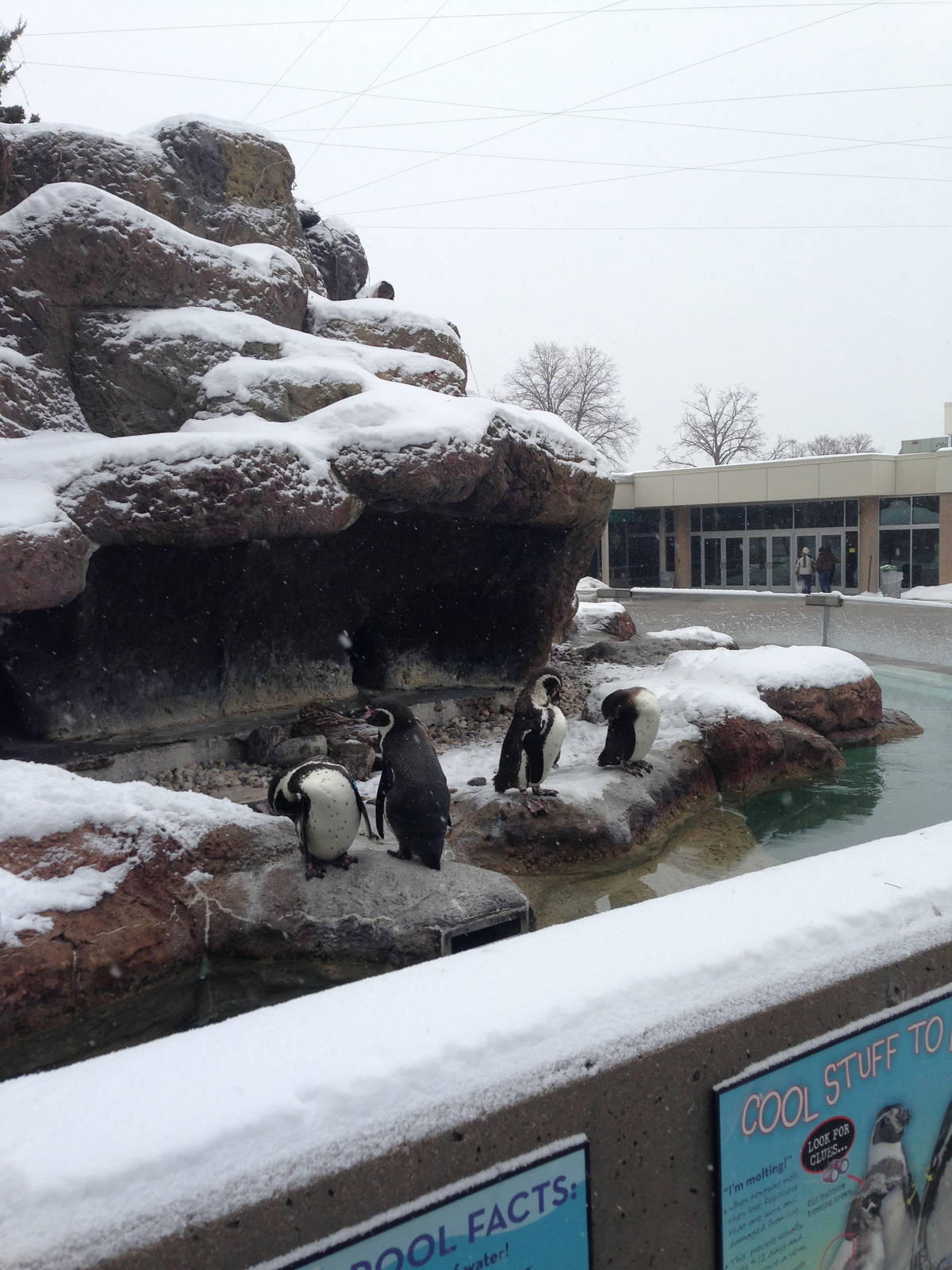 1/4/2014 - Humboldt Penguins