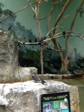 1/4/2014 - Inca Terns