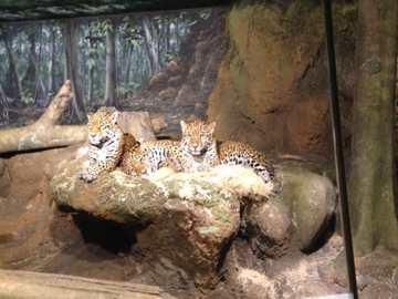 1/4/2014 - Jaguar Family Photo