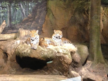 1/4/2014 - Jaguar Family Photo
