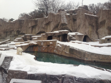 1/4/2014 - Polar Bear Exhibit