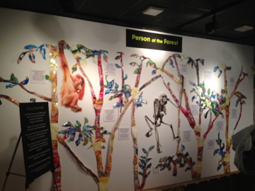 1/4/2014 - Primates of the World - Person of the Forest Art