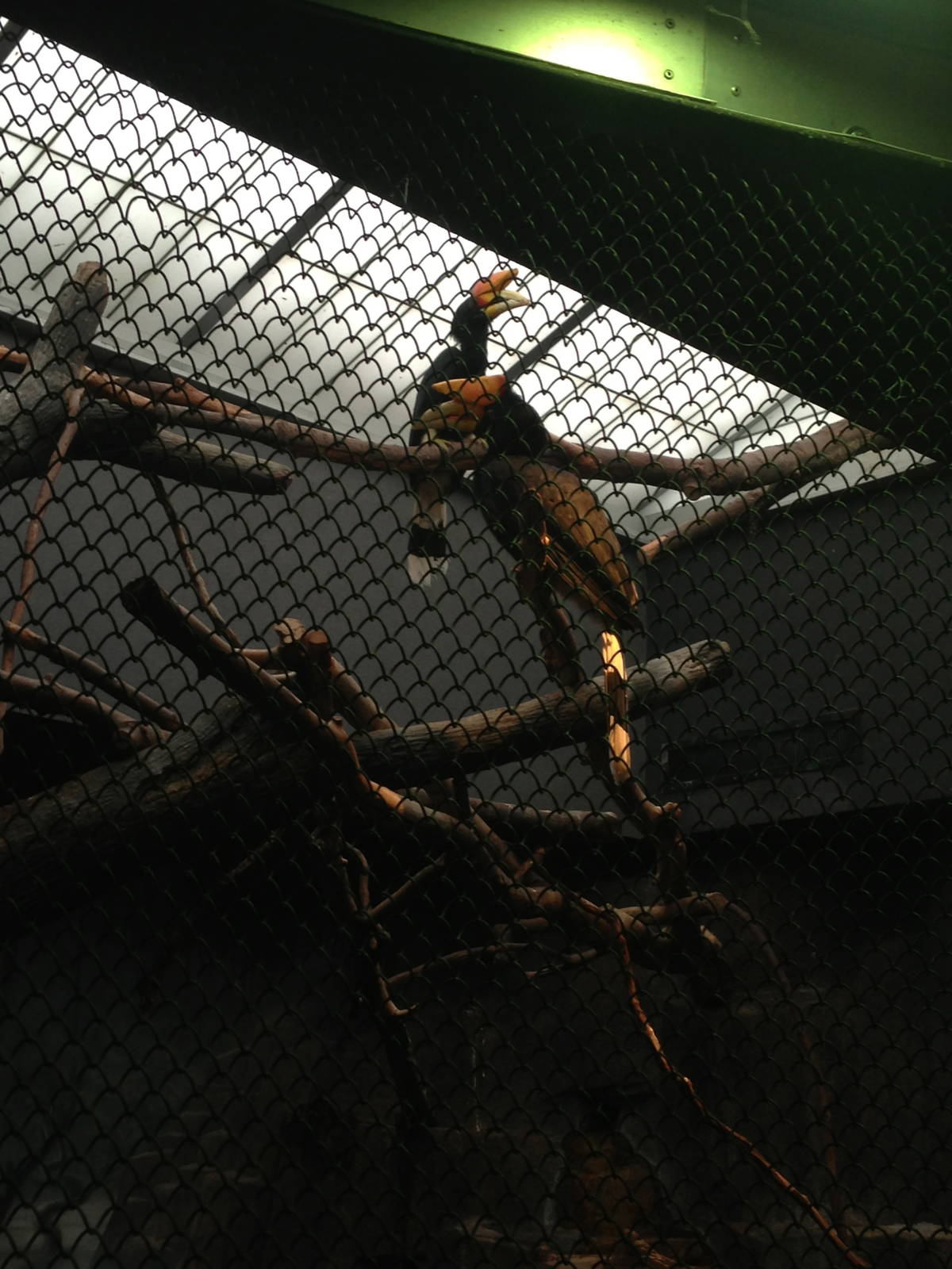 1/4/2014 - Rhinoceros Hornbills