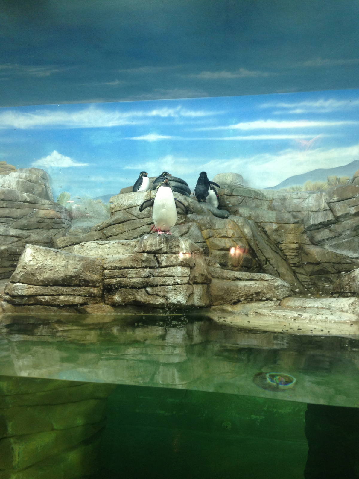 1/4/2014 - Rockhopper Penguins