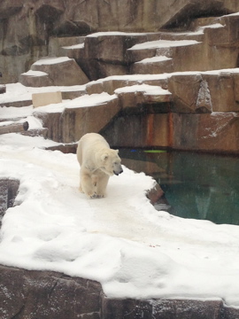 1/4/2014 - Snow Lilly