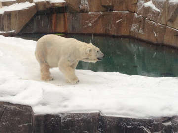 1/4/2014 - Snow Lilly