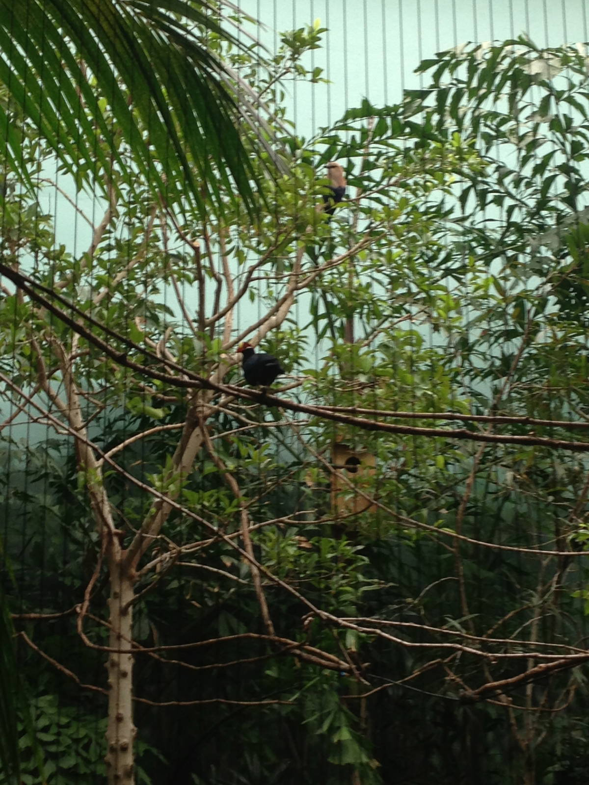 1/4/2014 - Species Help Please?