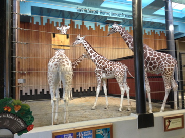 1/4/2014 - The Gang's All Here